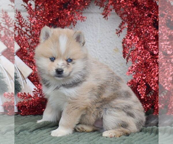 Medium Photo #2 Pomsky Puppy For Sale in HONEY BROOK, PA, USA