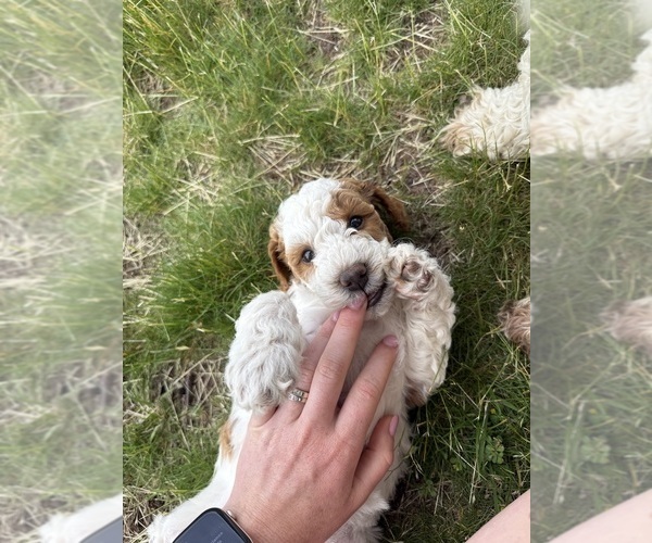 Medium Photo #70 Goldendoodle (Miniature) Puppy For Sale in FREDERICA, DE, USA