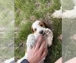 Small Photo #70 Goldendoodle (Miniature) Puppy For Sale in FREDERICA, DE, USA