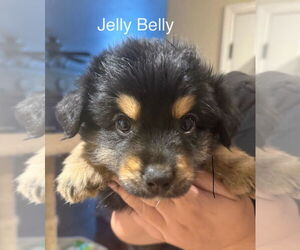 Doxie-Pin Dogs for adoption in Amarillo, TX, USA