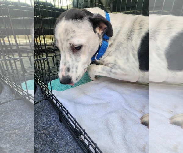 Medium Photo #5 Retriever -Unknown Mix Puppy For Sale in Stephens City, VA, USA