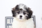 Small Shih-Poo