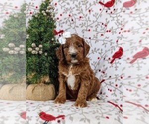 Irish Setter-Poodle (Miniature) Mix Puppy for sale in BIRD IN HAND, PA, USA