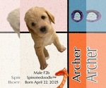 Puppy Archer Poodle (Standard)-Spinone Italiano Mix
