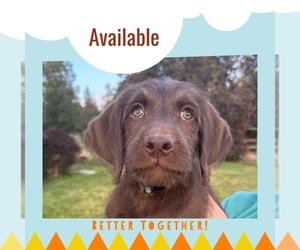 Labradoodle Puppy for sale in BEND, OR, USA