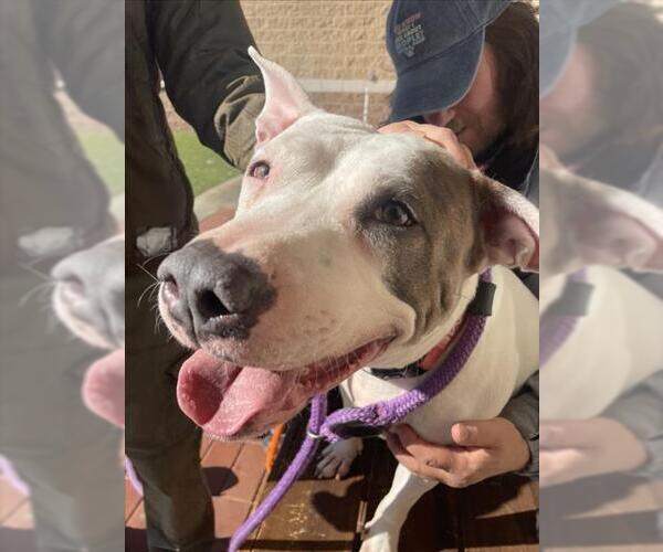 Medium Photo #1 Bull Terrier-Unknown Mix Puppy For Sale in Derwood, MD, USA