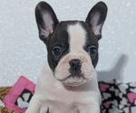 Small #3 Faux Frenchbo Bulldog