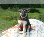Small #1 German Shepherd Dog
