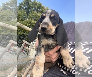 Bluetick Coonhound Puppy for sale in FOREST HILL, MD, USA