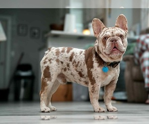 Father of the French Bulldog puppies born on 07/27/2026