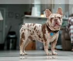 Small Photo #1 French Bulldog Puppy For Sale in HUTCHINSON, KS, USA
