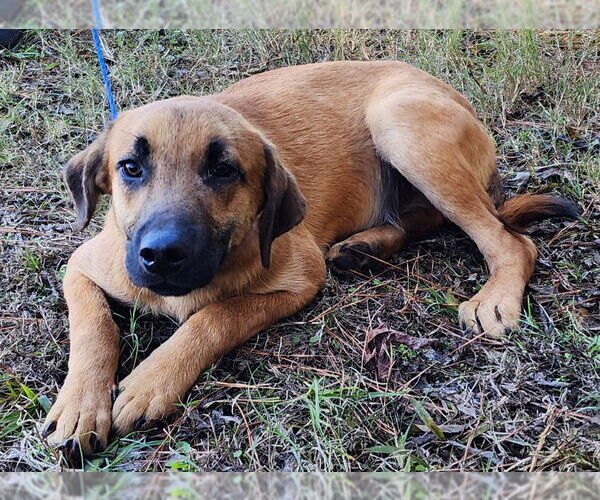 Medium Photo #4 Mutt Puppy For Sale in Wetumpka, AL, USA