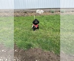 Coco - Female English Cocker Spaniel Puppy for Sale - Small photo