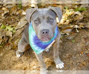 American Staffordshire Terrier-Unknown Mix Dogs for adoption in Tallahassee, FL, USA