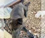 Small #1 Labrador Retriever Mix