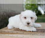 Small Photo #2 Havanese Puppy For Sale in YANKTON, SD, USA
