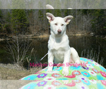 Small #3 German Shepherd Dog