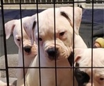 Small Photo #2 American Bulldog Puppy For Sale in WEST GROVE, PA, USA