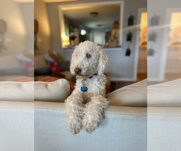 Medium Photo #1 Poodle (Standard)-Unknown Mix Puppy For Sale in Fenton, MO, USA