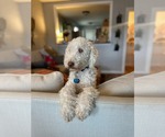 Small Poodle (Standard) Mix