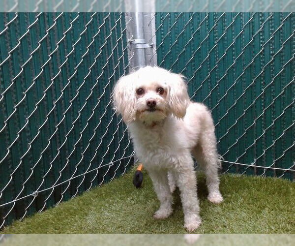 Medium Photo #1 Maltipoo (Miniature) Puppy For Sale in Downey, CA, USA