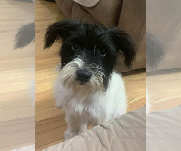 Medium Photo #2 Mutt Puppy For Sale in Westwood, NJ, USA