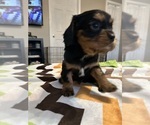 Small #7 Cavalier King Charles Spaniel