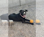 Small #10 American Pit Bull Terrier-Labrador Retriever Mix