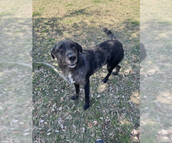 Medium Photo #1 Catahoula Leopard Dog-Unknown Mix Puppy For Sale in Texas City, TX, USA