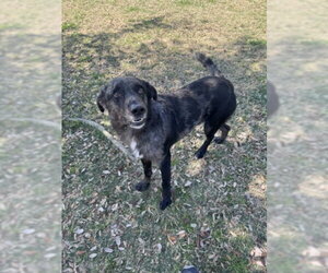 Catahoula Leopard Dog-Unknown Mix Dogs for adoption in Texas City, TX, USA
