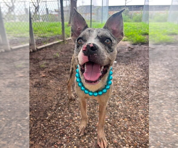 Medium Photo #6 American Pit Bull Terrier-Unknown Mix Puppy For Sale in Lakewood, CO, USA