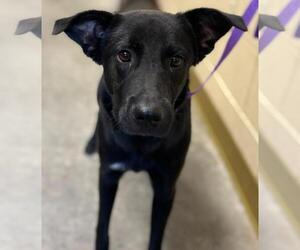 Labrador Retriever-Unknown Mix Dogs for adoption in Texas City, TX, USA
