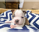 Small Photo #6 Boston Terrier Puppy For Sale in LUFKIN, TX, USA
