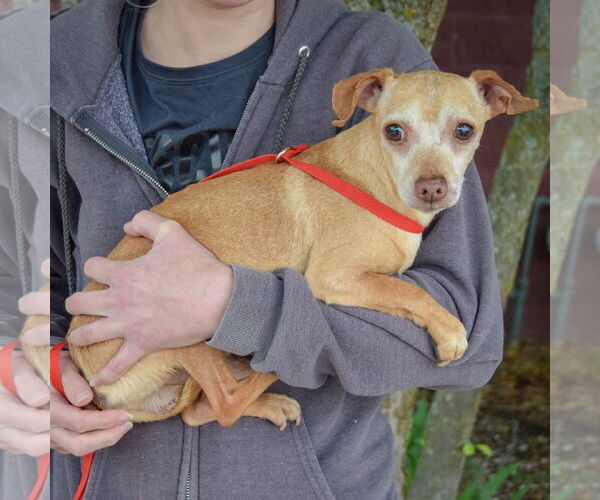 Medium Photo #2 Chiweenie Puppy For Sale in Huntley, IL, USA