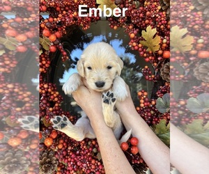 Medium Golden Retriever