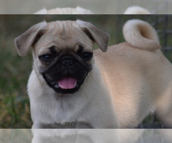 Medium Photo #1 Pug Puppy For Sale in HARTLY, DE, USA