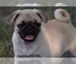 Small Photo #1 Pug Puppy For Sale in HARTLY, DE, USA