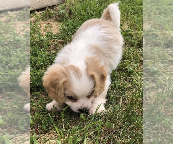 Medium Photo #3 Cavachon Puppy For Sale in SILEX, MO, USA