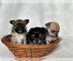 Small Photo #7 Chihuahua Puppy For Sale in FARMINGTON, AR, USA