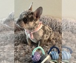 Small Photo #1 French Bulldog Puppy For Sale in GILBERT, AZ, USA