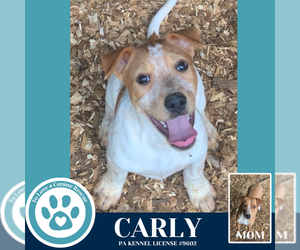 Mutt Dogs for adoption in Kimberton, PA, USA