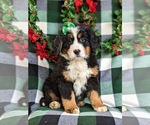 Small Photo #4 Bernese Mountain Dog Puppy For Sale in NEW HOLLAND, PA, USA