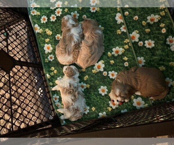 Medium Photo #4 Cavachon-Cavalier King Charles Spaniel Mix Puppy For Sale in VANCOUVER, WA, USA