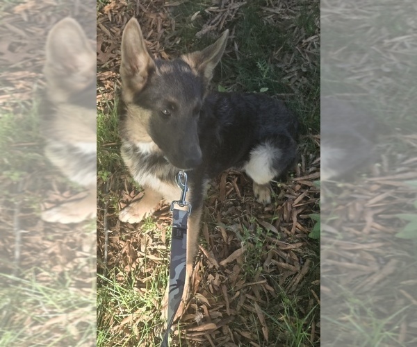 Medium Photo #1 German Shepherd Dog Puppy For Sale in MECHANICSVILLE, VA, USA
