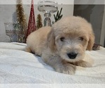 Small #22 Goldendoodle