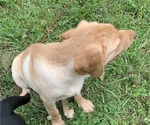 Small Photo #3 Labrador Retriever Puppy For Sale in SPOTSYLVANIA, VA, USA