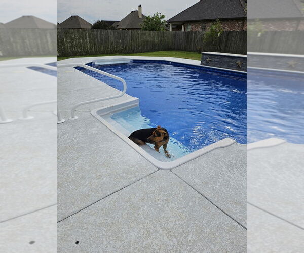 Medium Photo #4 Mutt Puppy For Sale in Abbeville, LA, USA