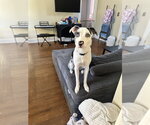 Small Photo #2 Australian Shepherd-Unknown Mix Puppy For Sale in Aurora, IN, USA