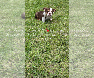 English Bulldogge Puppy for sale in SAINT JAMES, LA, USA