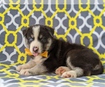 Small Photo #4 Labrador Retriever-Sharberian Husky Mix Puppy For Sale in LINCOLN UNIV, PA, USA